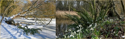Foto: Stijve naaldvaren op Vogeleiland, 12 (sneeuw) en 20 februari 2021, Wouter van der Wulp.