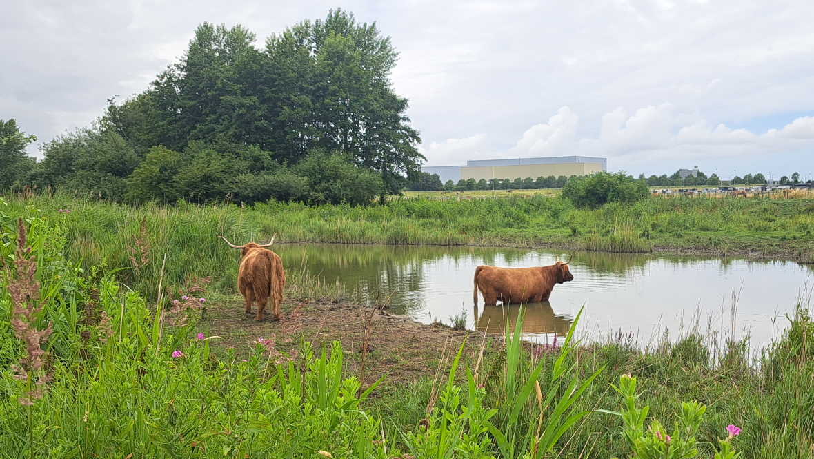 Stem van het Bos: Zomers Bos - Amsterdamse Bos