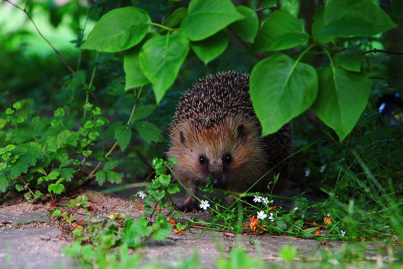 Egels in het bos - Amsterdamse Bos