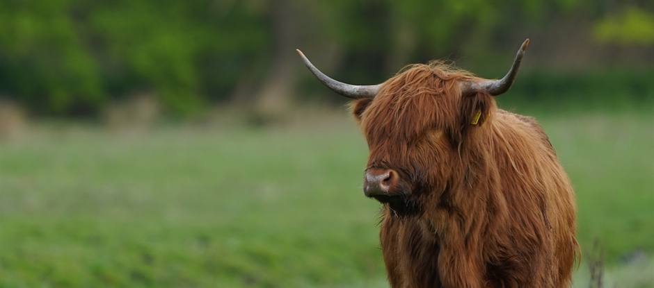 Stem van het Bos: Grote Grazers - Amsterdamse Bos