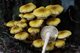 Echte honingzwam - Armillaria mellea - Waarneming.nl