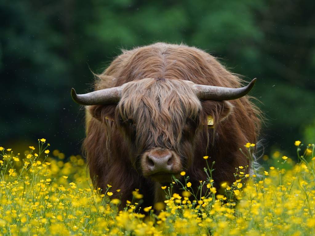 Excursie: Poer-Bloesempark-Hooglanders