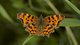 Flora en fauna: vlinders