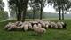 Natural grazing by sheep in the Schinkelbos