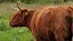 Natural grazing by Scottish Highlanders, in the Schinkelbos and Schinkelpolder