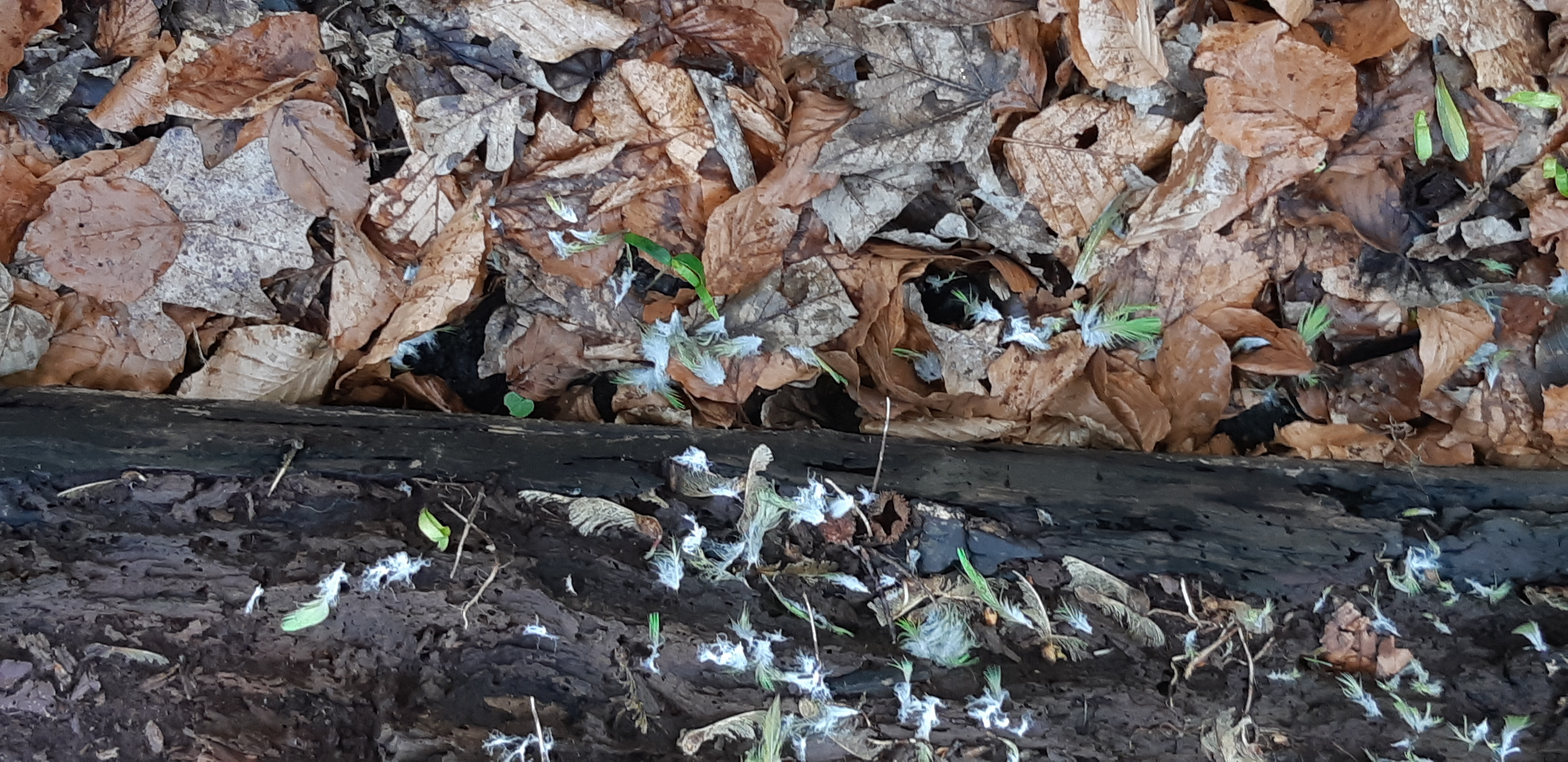 Foto: plukplek in het Bos waar een roofvogel een halsbandparkiet heeft 'geplukt'; Sam Juffermans.