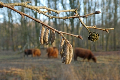 Boomhazelaar met rondknop op Driekoningen 2020, foto: Wouter van der Wulp.