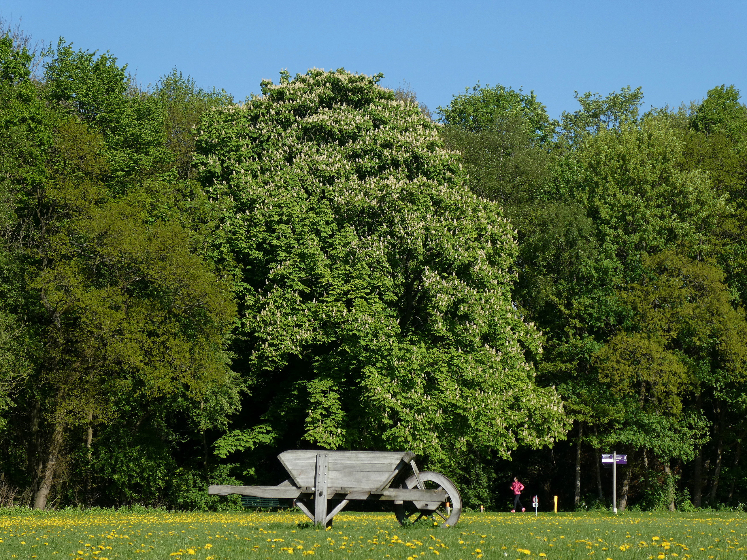 De Oude Dame in bloei met op de voorgrond het monument 'De Kruiwagen', foto: Wouter van der Wulp.