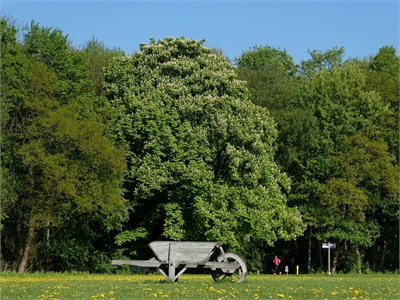 De Oude Dame in bloei met op de voorgrond het monument 'De Kruiwagen', foto: Wouter van der Wulp.