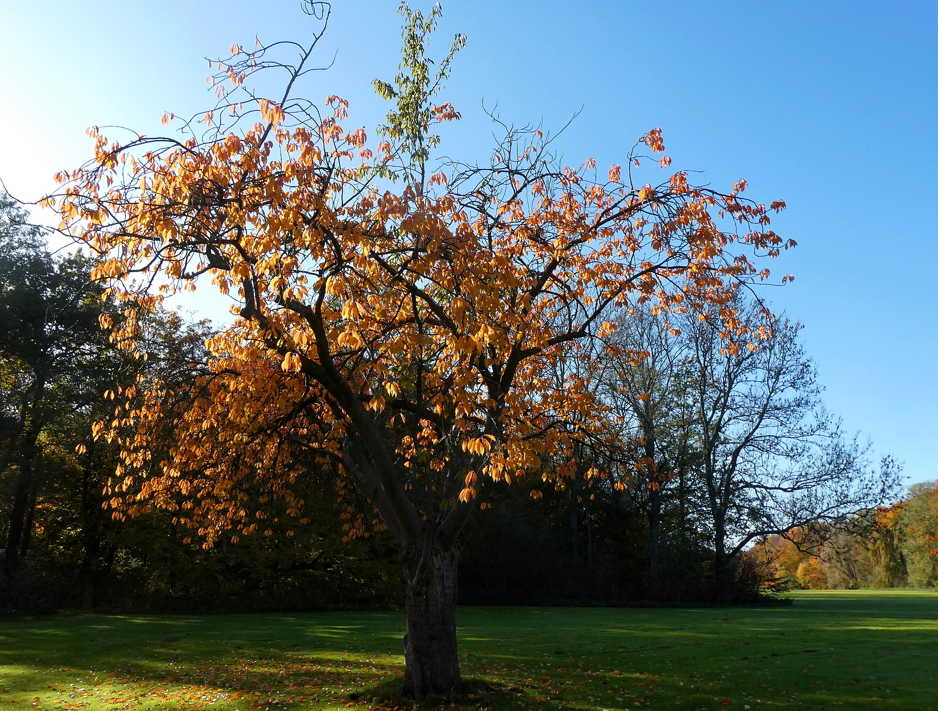 Japanse Kazankerselaar in herfstkleur met groene boskriektak, foto: Wouter van der Wulp.