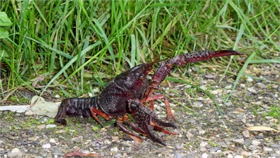 Rode Amerikaanse rivierkreeft, foto: Wouter van der Wulp.