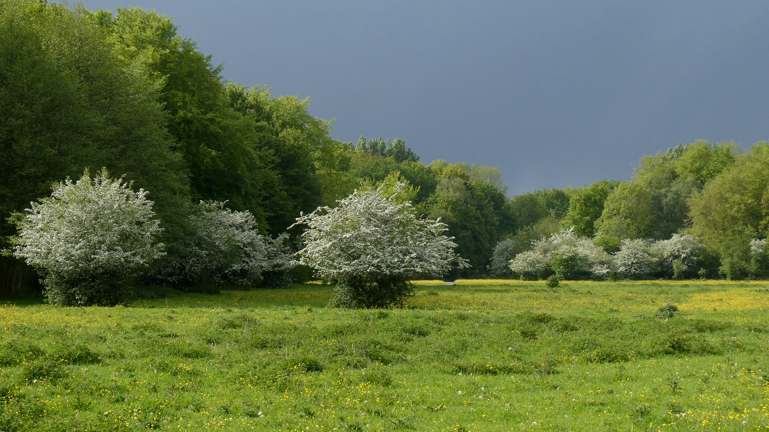 'Meidoornpaddenstoelen', foto: Wouter van der Wulp.