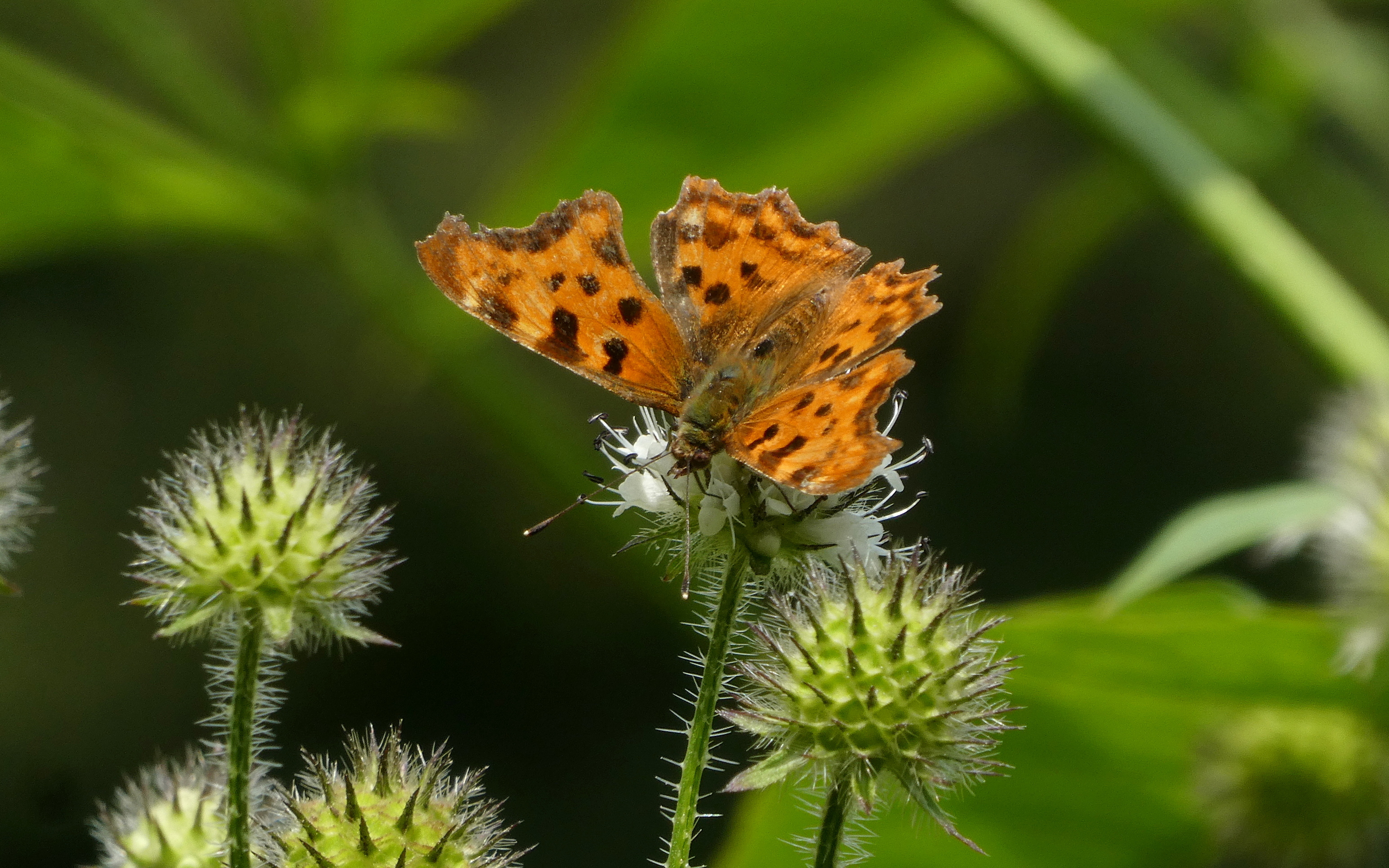 Gehakkelde aurelia op Kleine kaardebol, foto: Wouter van der Wulp, 16-08-19.