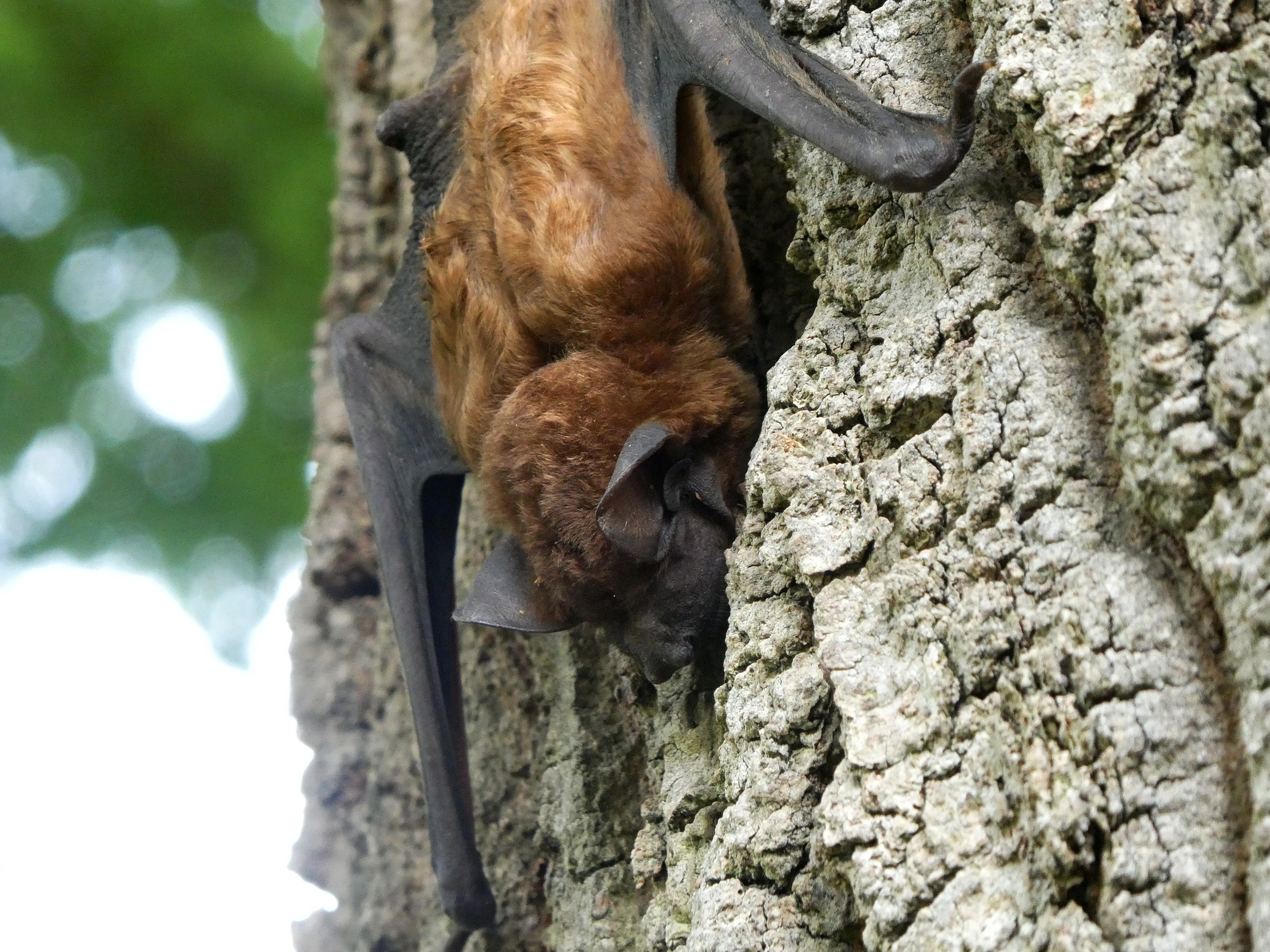 Jonge rosse vleermuis op een boomstam; foto: Wouter van der Wulp.