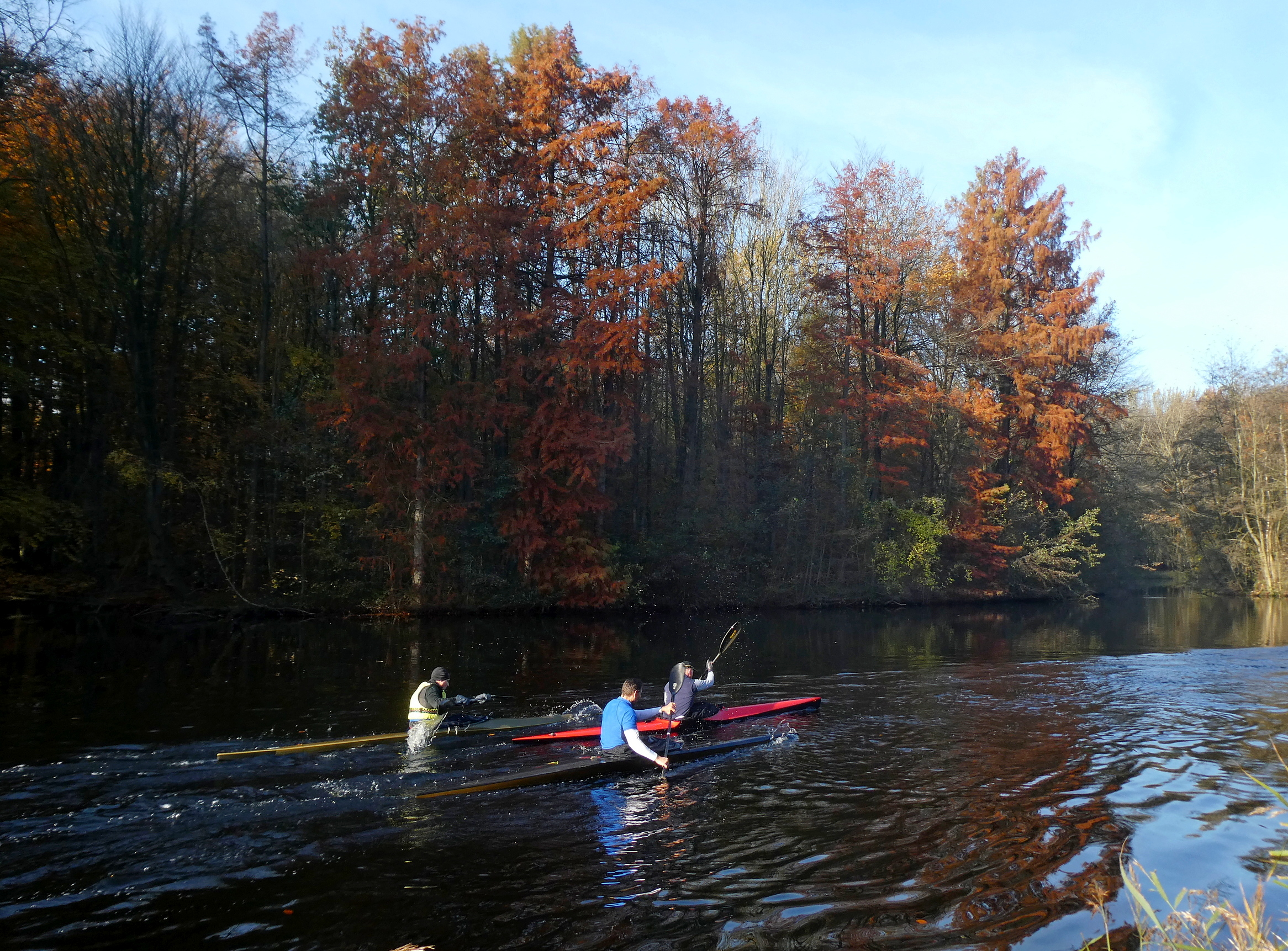 Foto: Moerascipressen langs de waterkant Amsterdamse Bos 17-11-2019, Wouter van der Wulp.