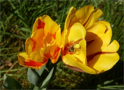 Foto: dubbele Jakoba Mulder-tulp met gewone kameleonspin en zandbij; Wouter van der Wulp.