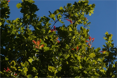 Sint-janslot eik Amsterdamse Bos - 29-6-2019, foto: Wouter van der Wulp.