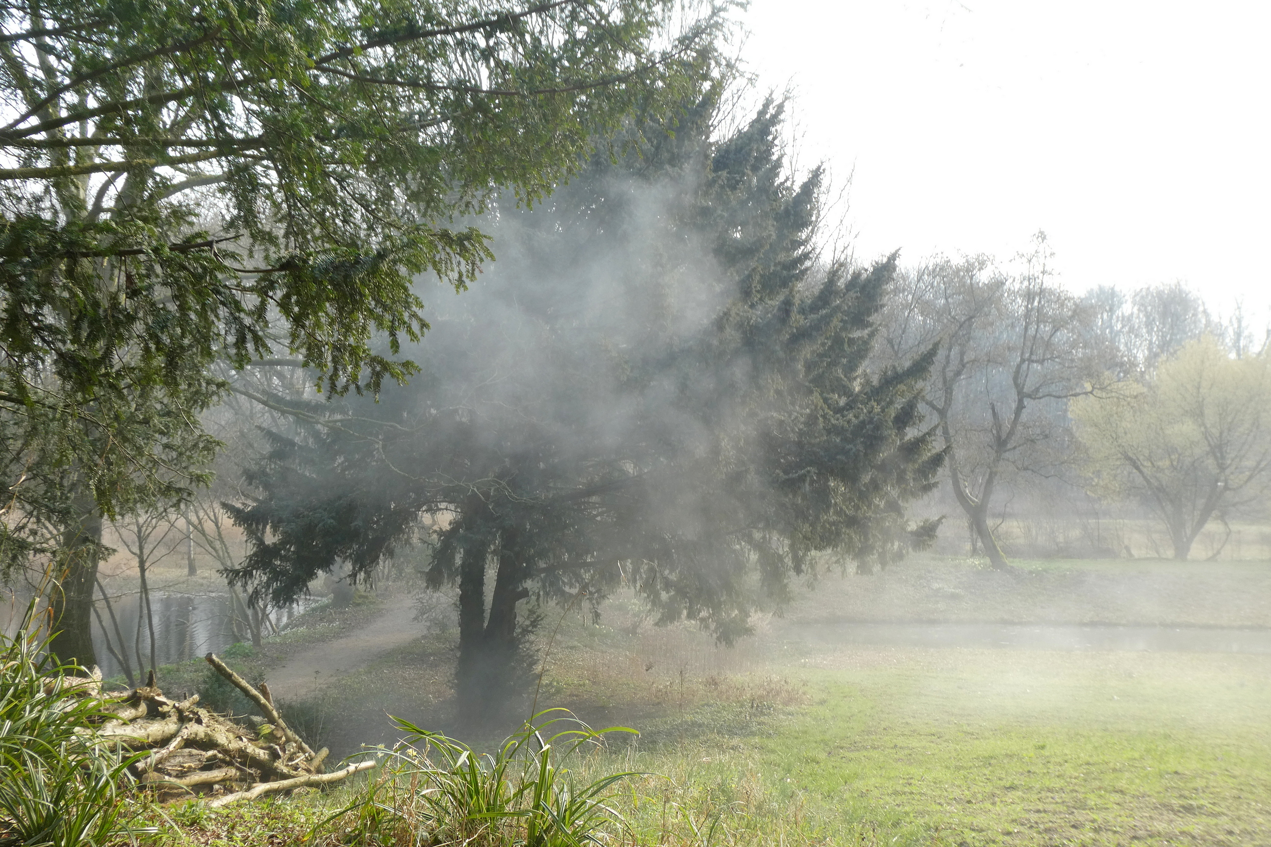 Rokende mannelijke venijnboom (taxus) 28-02-2019 met op de voorgrond een niet-rokende vrouwelijke venijnboom, foto: Wouter van der Wulp.