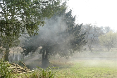 Rokende mannelijke venijnboom (taxus) 28-02-2019 met op de voorgrond een niet-rokende vrouwelijke venijnboom, foto: Wouter van der Wulp.