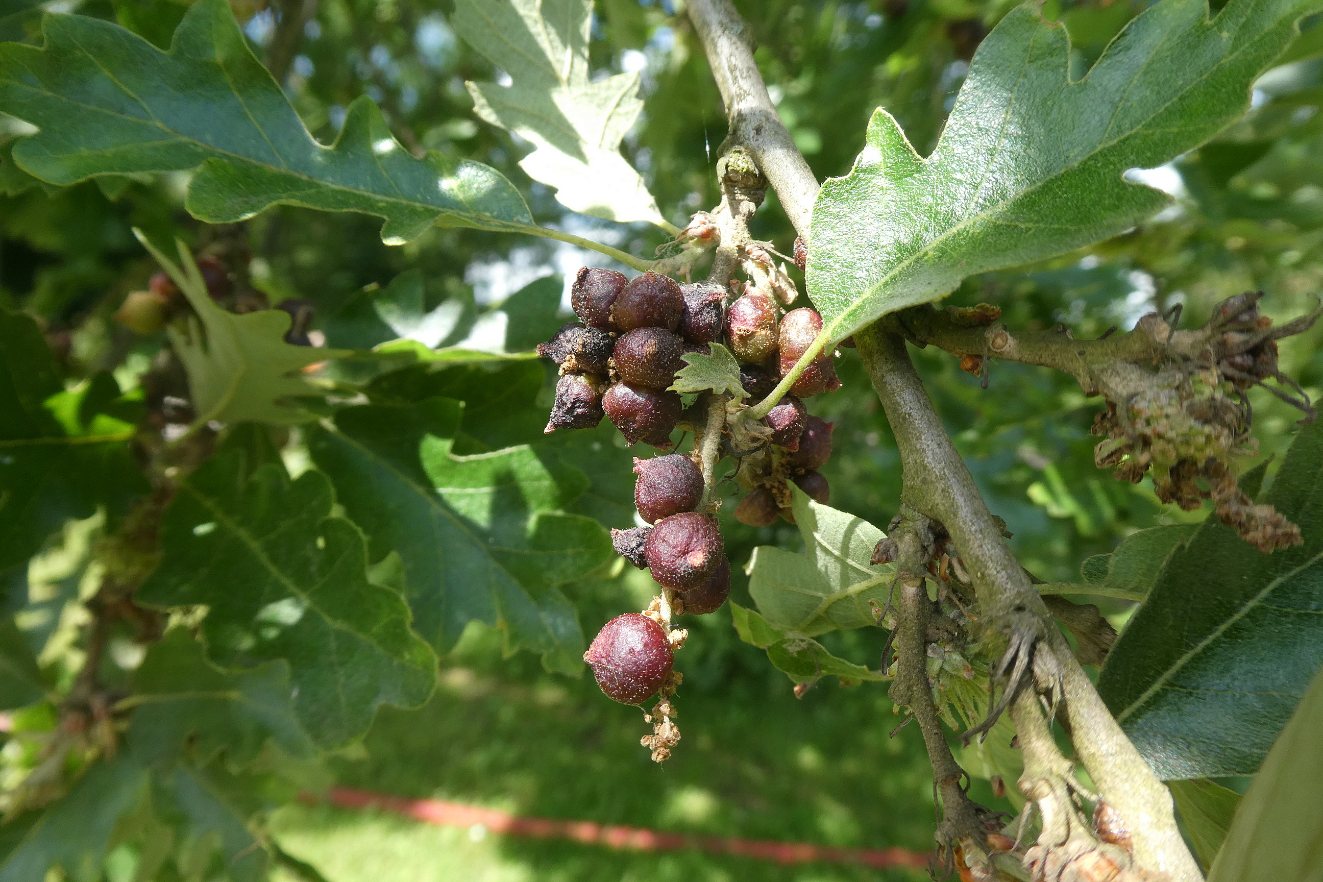 Meeldraadgallen moseik, foto 9-6-2019, Wouter van der Wulp.