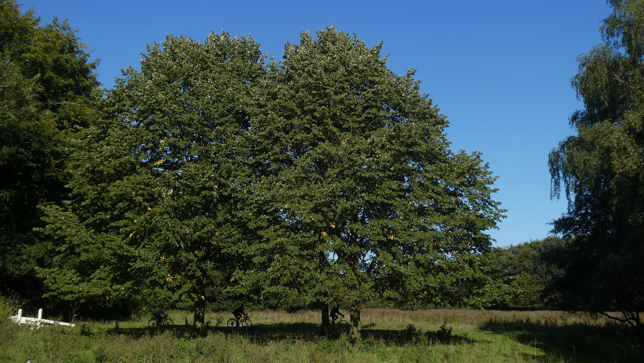 Burgemeesterslinden, 21 september 2019, foto: Wouter van der Wulp.