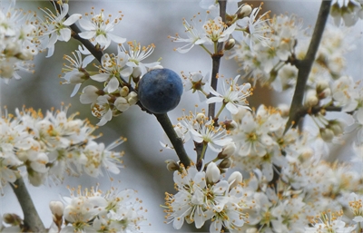 Foto: een laatste pruimpje in de nieuwe bloesem - Amsterdamse Bos 25 februari 2020, Wouter van der Wulp.