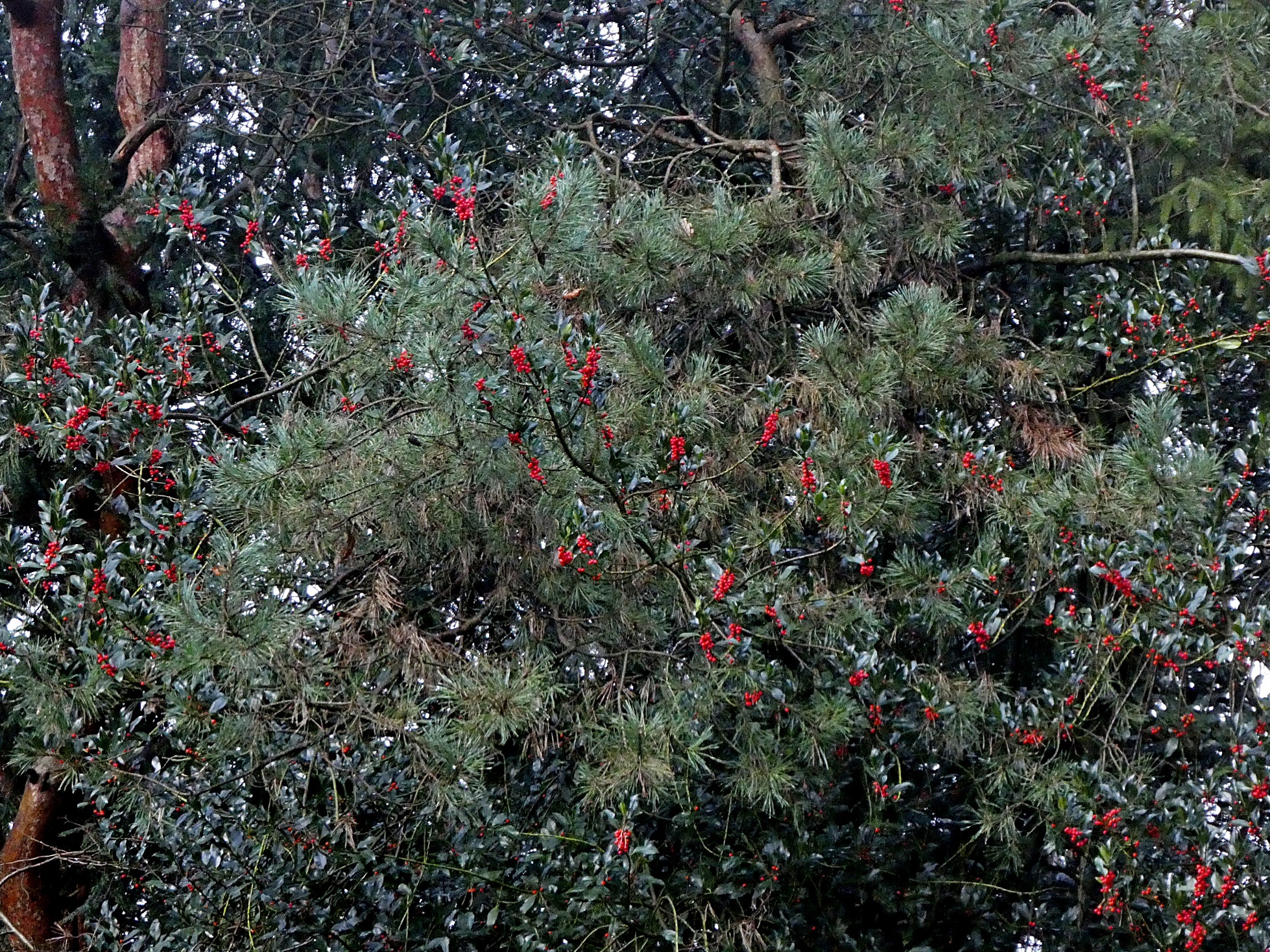 Kerstboom vol bessen, foto: Wouter van der Wulp.