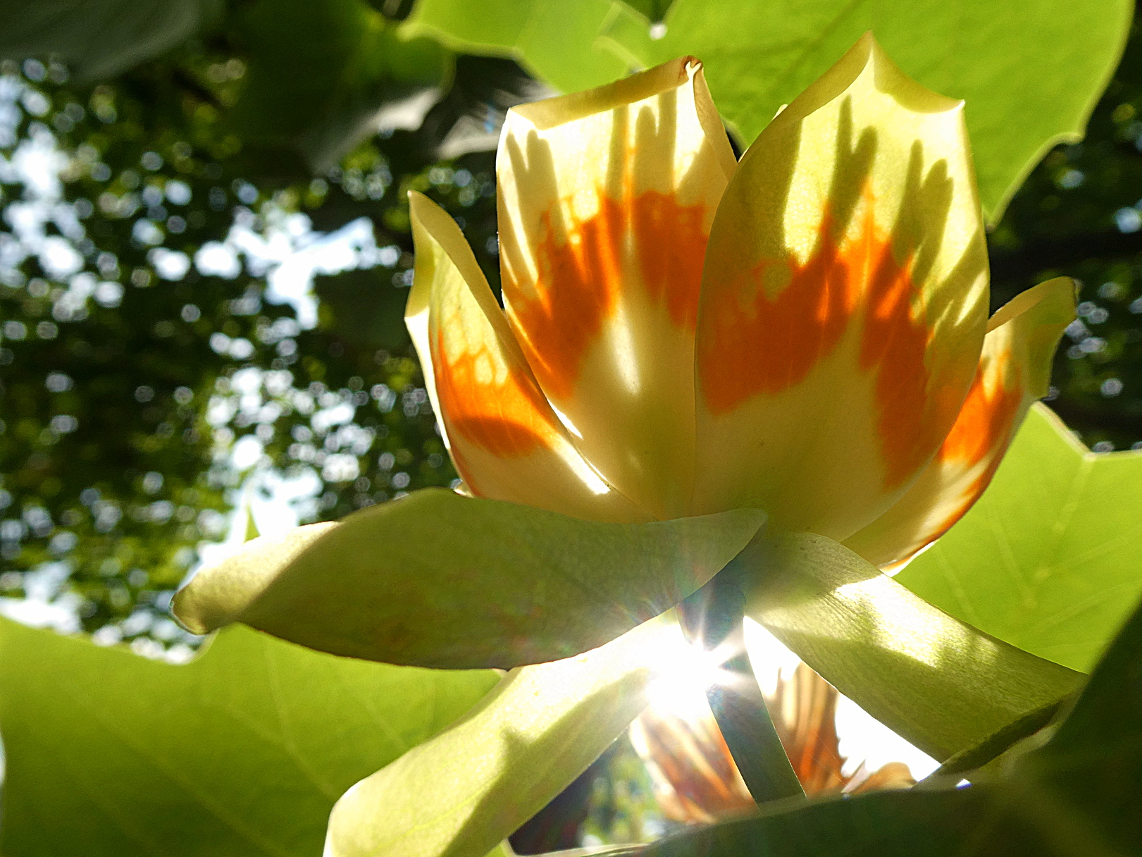 Foto: bloem in tulpenboom, Wouter van der Wulp.