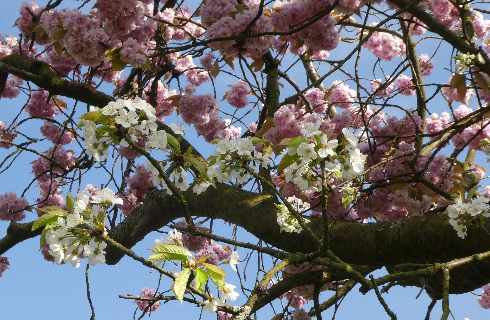 Kanzan-sierkers met boskriekbloesem uit onderstam, foto: Wouter van der Wulp.