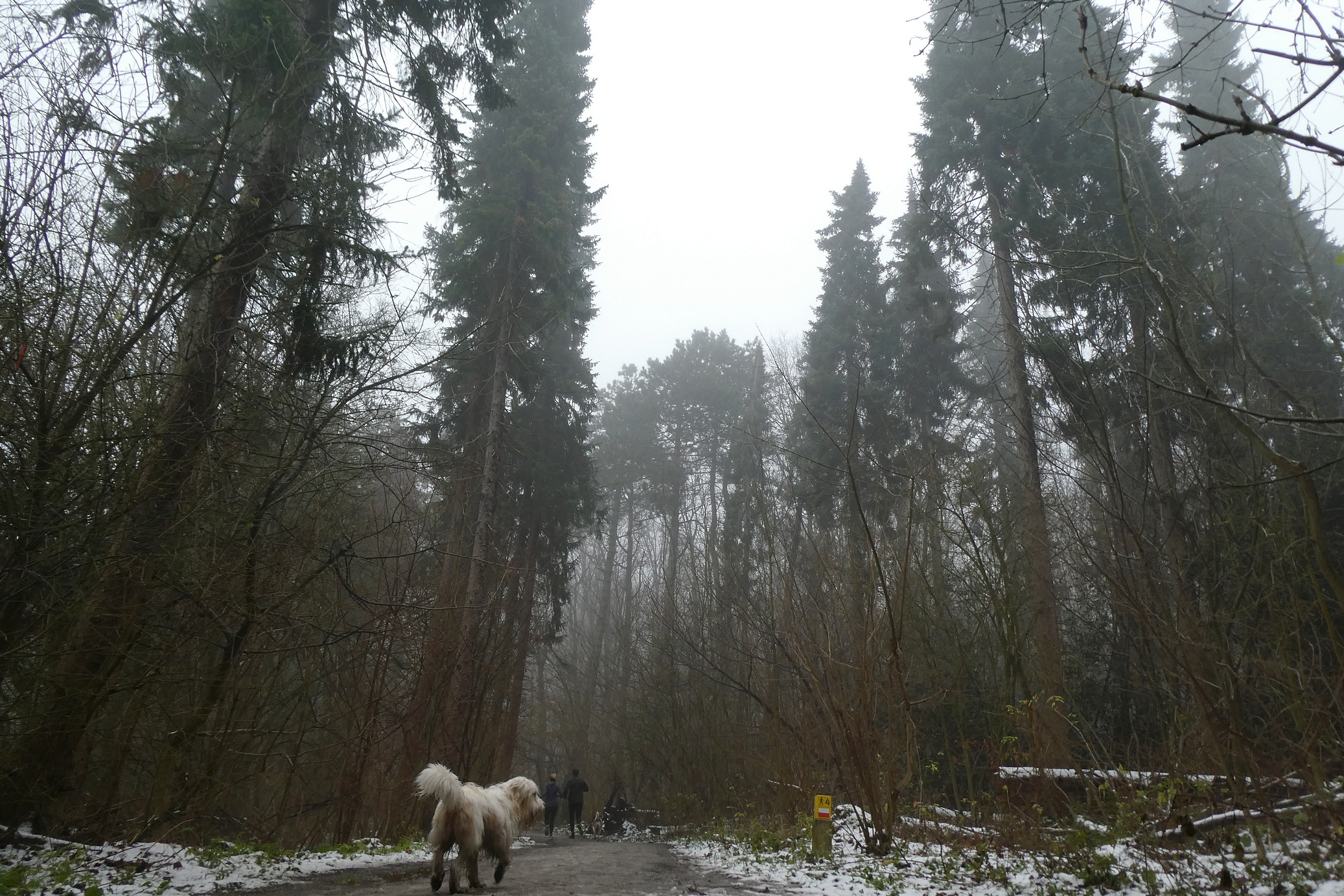 Servische sparren in de mist in het Amsterdamse Bos, foto: Wouter van der Wulp.