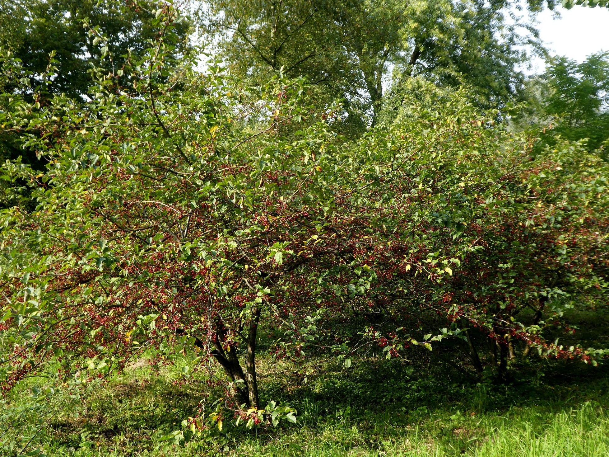 appelaarsbloesempark_wvdw