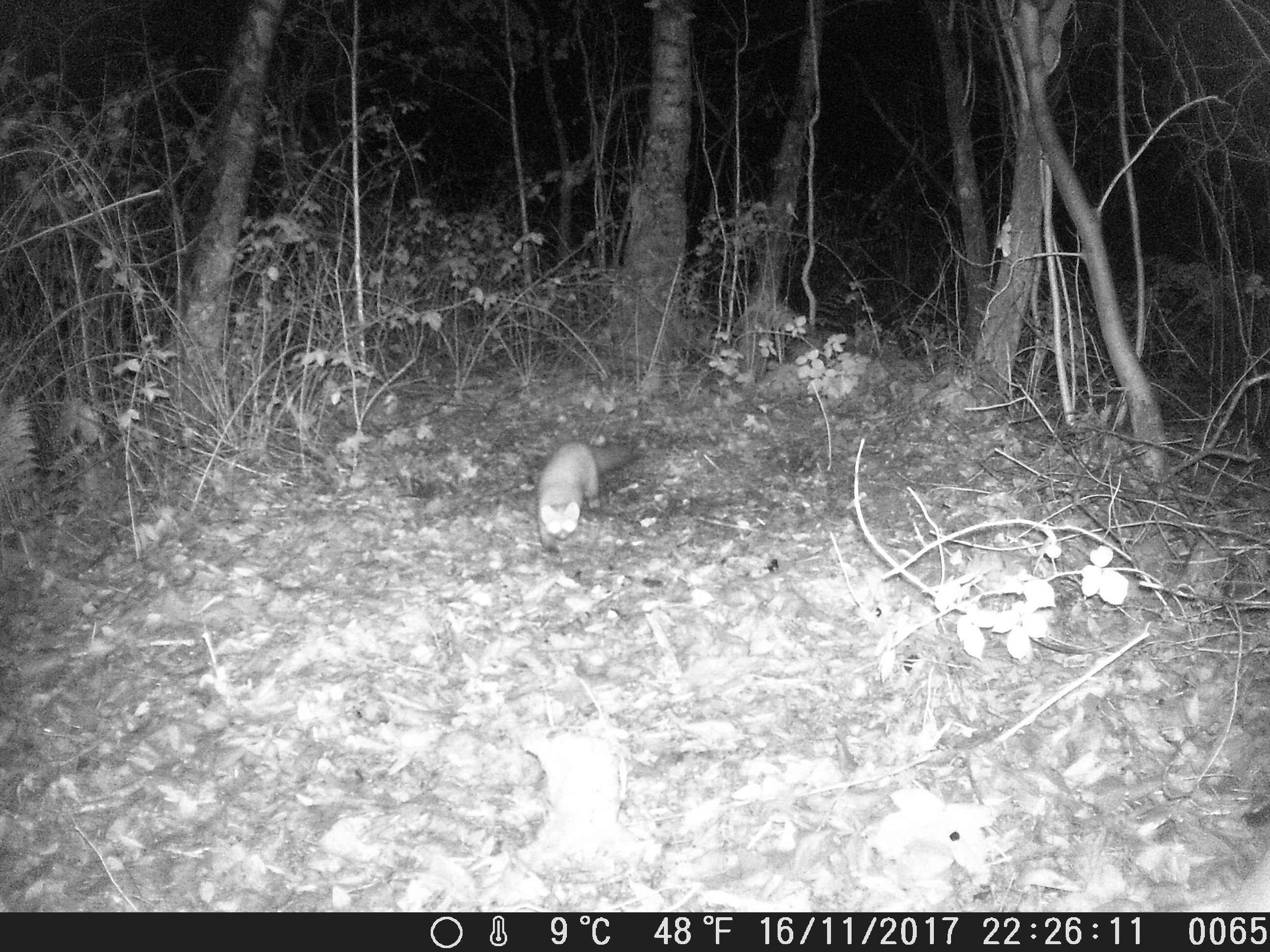 De boommarter in het Amsterdamse Bos, vastgelegd met de wildcamera.