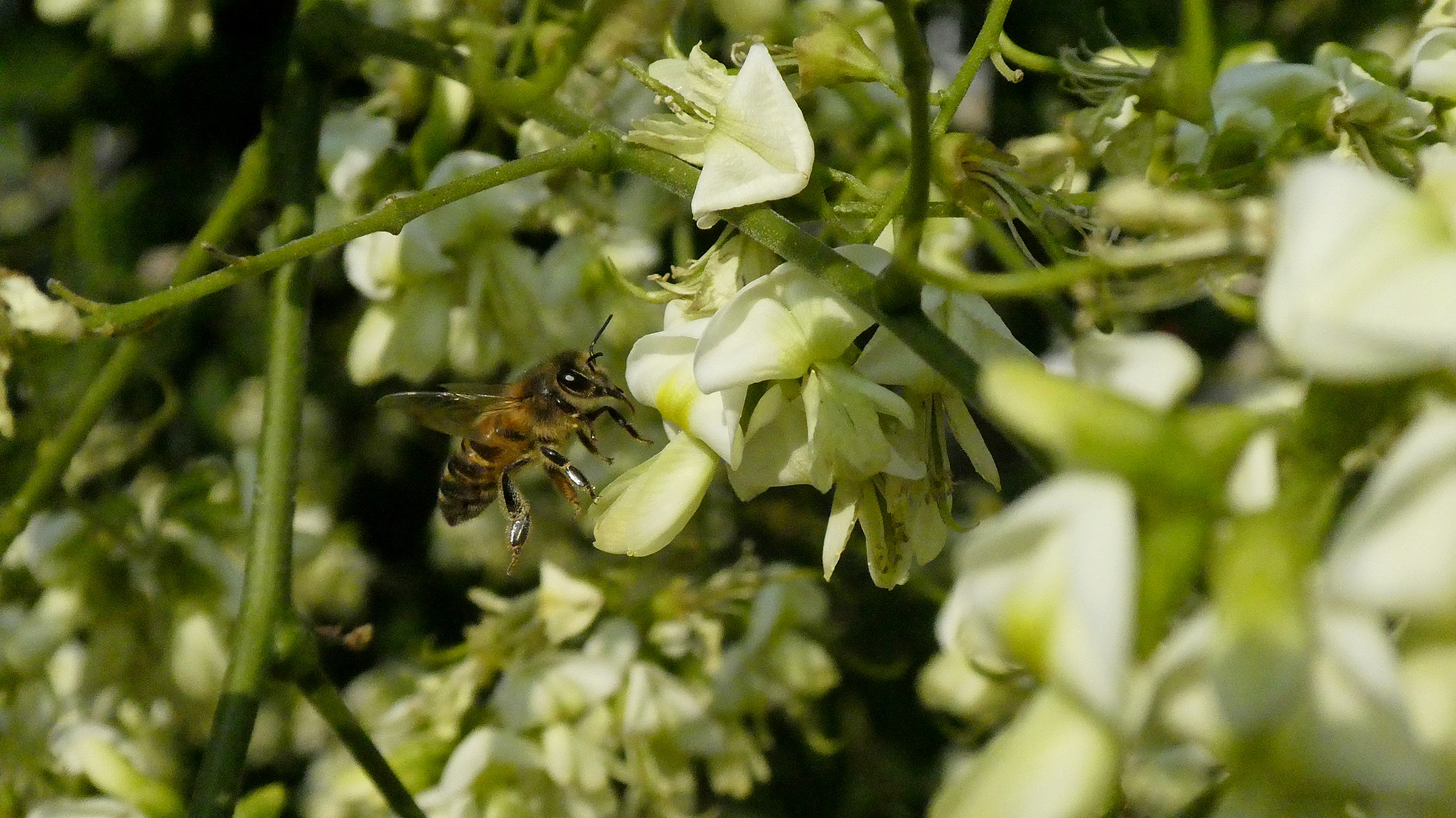 Bijen zijn dol op de honingboom. Foto: Wouter van der Wulp.