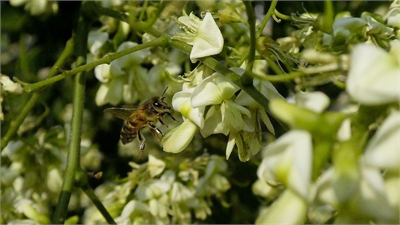 Bijen zijn dol op de honingboom. Foto: Wouter van der Wulp.